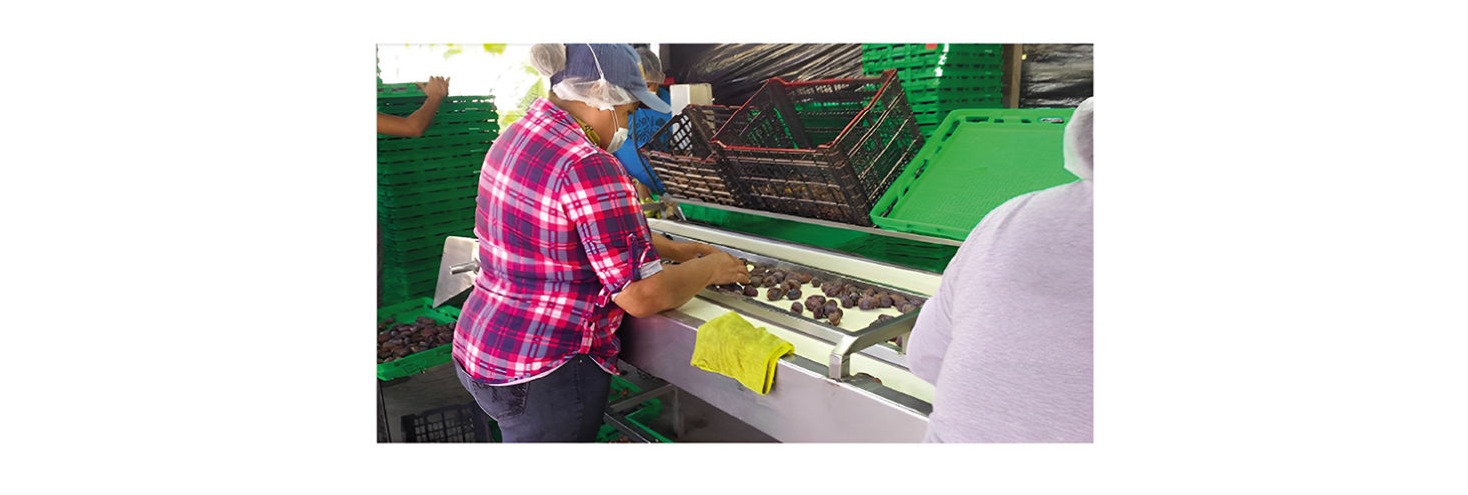 Fig. 1. Trabajadores seleccionando de forma manual el dátil Medjool