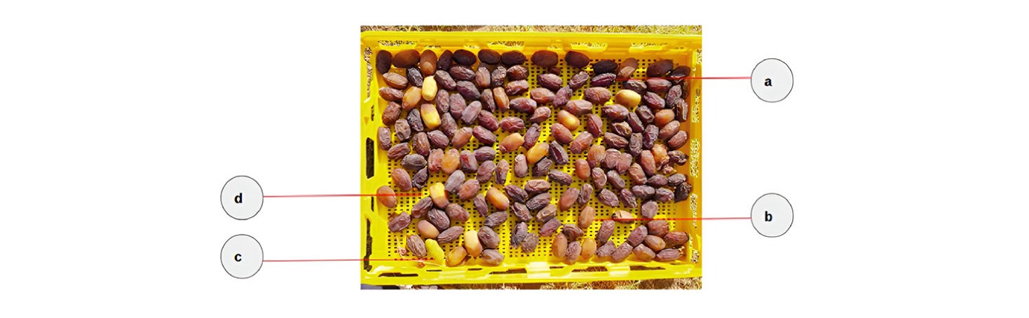 Fig 2. Dátiles cosechados en diversos niveles de maduración: a) Tamar: el fruto está maduro; b) Rutab:fruta pierde peso y humedad, lo que la convierte en una fruta de color marrón; c) Khalal:el fruto alcanza su tamaño máximo y cambia de color verde a amarillo o rojo y d) con dos niveles de maduración Khalal y Rutab.