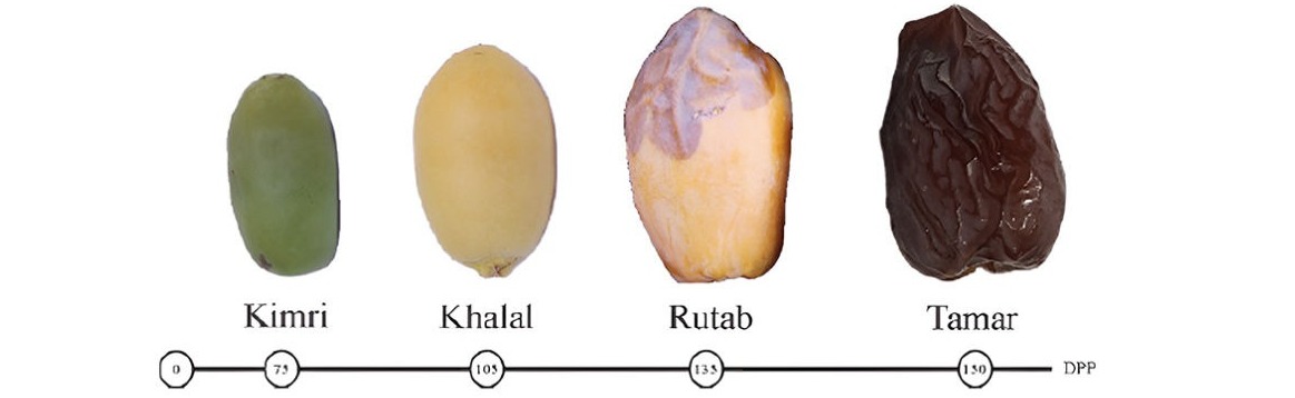 Fig 3. Datil Medjool en diversos niveles de madurez (DPP días posteriores de la polinización).